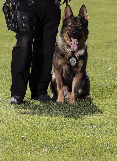 MurrietaPD's tweet photo. MPD Special Enforcement Team served a search warrant and #k9Kazan helped to recover 40lbs of methamphetamine and $30,000, keeping these drugs from hitting the streets of our community. Great job everyone. #police #WarOnDrugs #kazan #community #K9 #k9unit #drugfree #narcdog https://t.co/Pofd2BPPOB