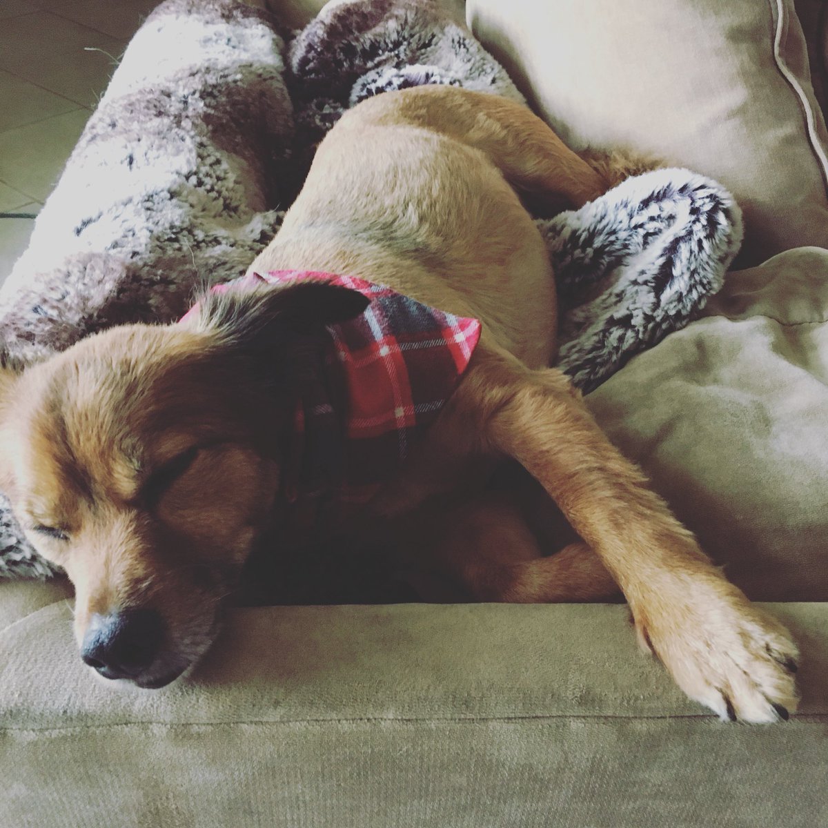 SpottedDogShop's tweet image. Pickle has the right idea- naps til January! #picklepickupline #dogbandana #etsy #etsytribe #adoptdontshop 😴😴😴