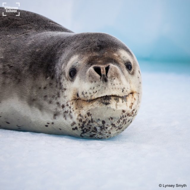 That smug feeling when you've wrapped all your presents ahead of time.. #winterwonderland 
To be fair as a leopard seal it's pretty easy to get around the shops.. 12 feet long &amp; 1000 lbs in weight, not much gets in your way. 💁‍♀️🛍️

#smuglife #POTD by <a href="/lynsey_s/">Lynsey Smyth</a>