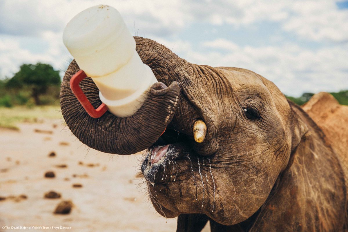 SheldrickTrust's tweet photo. #12DaysofDSWT: On the 5th day of Christmas supporters gave to me...
Delicious milk, a new family, special care, a second chance &amp; a donation to the #DSWT.

Donate a tin of milk to the orphans in our care here: https://t.co/2r2jv5O6Sw https://t.co/6cgApRAojC