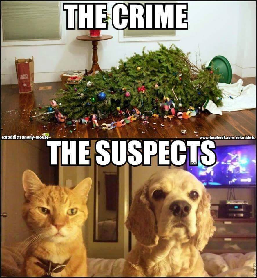 young veterinary (@youngveterinary) on Twitter photo #Christmas #Crime Wouldn't you agree these are the #TheCutestCriminals <a href="/ricks_pups/">Rick</a> @MoreDogTime <a href="/hooftotailheal/">Hooftotailhealing</a> <a href="/vetschooldiary/">Chris VetSchoolDiary</a> #FunFriday #Christmas #Crime Wouldn't you agree these are the #TheCutestCriminals <a href="/ricks_pups/">Rick</a> @MoreDogTime <a href="/hooftotailheal/">Hooftotailhealing</a> <a href="/vetschooldiary/">Chris VetSchoolDiary</a> #FunFriday