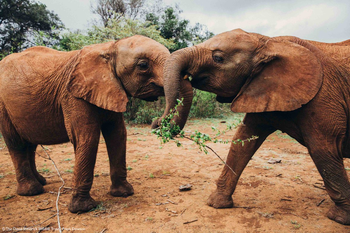 SheldrickTrust's tweet photo. On the seventh day of Christmas supporters gave to me....

Friends to play with, a snuggly blanket, delicious milk, a new family, special care, a second chance and a donation to the DSWT. 

Celebrate #12DaysofDSWT with us &amp; find out how you can support us: https://t.co/KBurYDq3Rf https://t.co/Cs5osXwyud