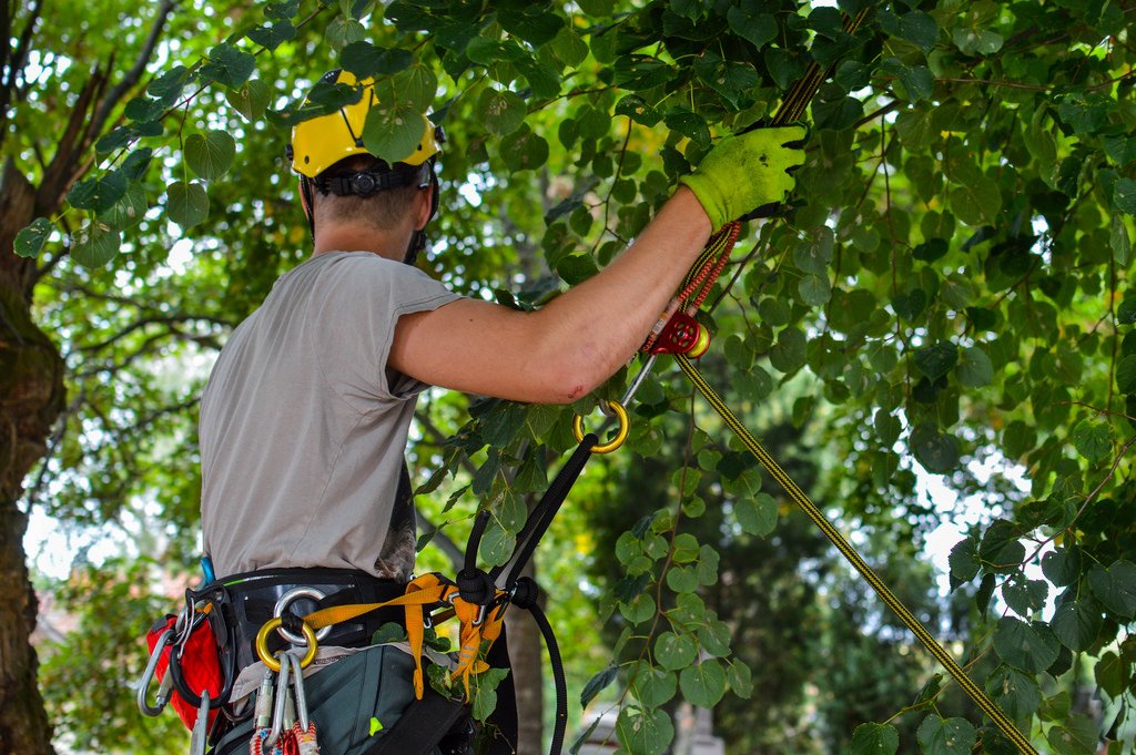 CoLApprentice's tweet photo. If you like hugging trees, then we have a #vacancy for you to climb them as well! Hampstead Arborist Apprenticeship, starting at £17k and with the opportunity to make a career in a nature related role. To apply or for more info, visit 
https://t.co/L4gHxLbh8s https://t.co/DCsxtZaF4E