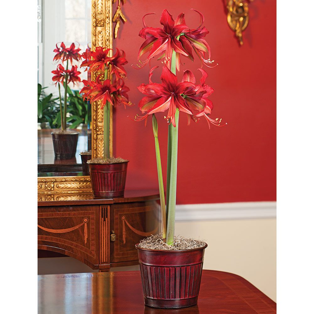 GardenDesignMag's tweet photo. RT! A giveaway each day until Christmas! RT &amp; follow to enter. Every day you RT is another chance to win (by 12/25 you'll have 4 entries) Today: #Amaryllis 'Bogota,' one bulb in metal cachepot #flowers #gardendesign #flowerfriday https://t.co/bOBDTkhjUY