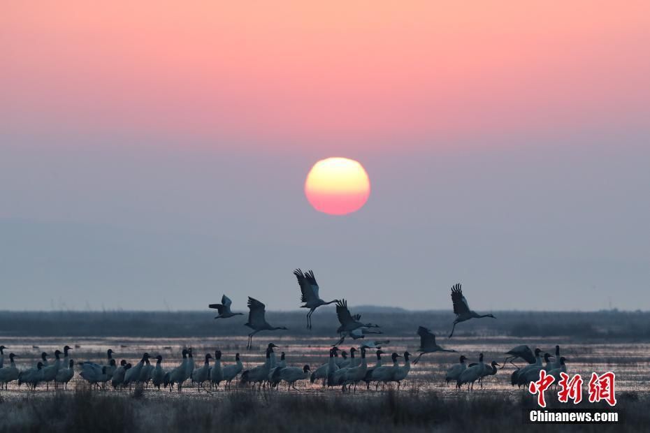 PDChina's tweet photo. Home, sweet home: About 10,000 #migrantbirds flew to a #naturalreserve in SW #China’s #Guizhou Province to spend winter https://t.co/2SQuwSNMlr