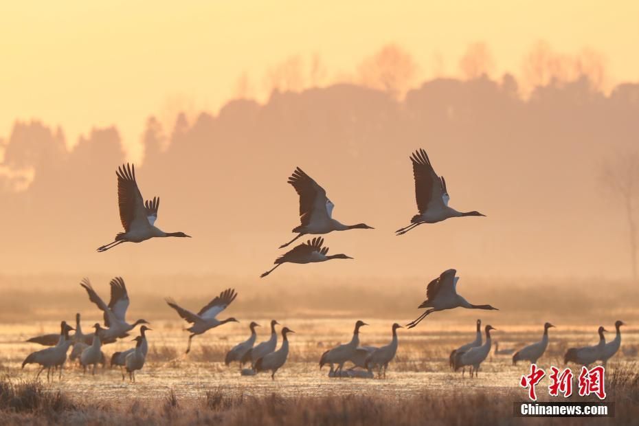 PDChina's tweet photo. Home, sweet home: About 10,000 #migrantbirds flew to a #naturalreserve in SW #China’s #Guizhou Province to spend winter https://t.co/2SQuwSNMlr