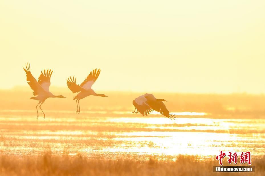 PDChina's tweet photo. Home, sweet home: About 10,000 #migrantbirds flew to a #naturalreserve in SW #China’s #Guizhou Province to spend winter https://t.co/2SQuwSNMlr