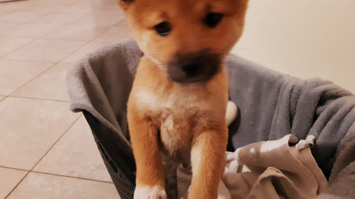 MrBboy45's tweet photo. La famille s'agrandit: Je vous présente Neji (nom temporaire pour le moment) Shiba Inu mâle. On viens juste d'aller le chercher. Futur machine de guerre ! Bientôt une emote https://t.co/dHVQH0zkBx