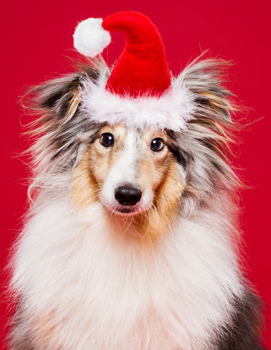 BeausBathHouse's tweet photo. #HappyHolidays from our team at #BeausBathHouse! Wishing you and your furry friends good health and good times this holiday season! #Denton #Texas https://t.co/bKDsZfVFWs