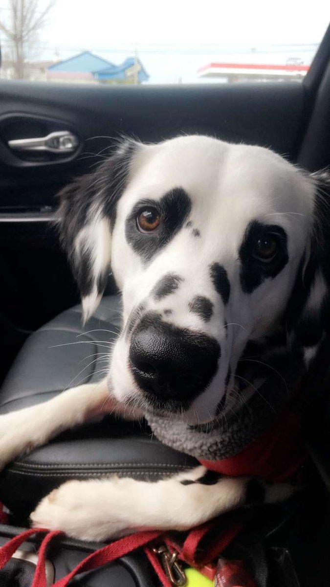 hearteyeddal's tweet photo. Road trips are for the dogs 😏😘😍 @hearteyeddal #hearteyeddal #HereWeGo https://t.co/uGnEzvduWw