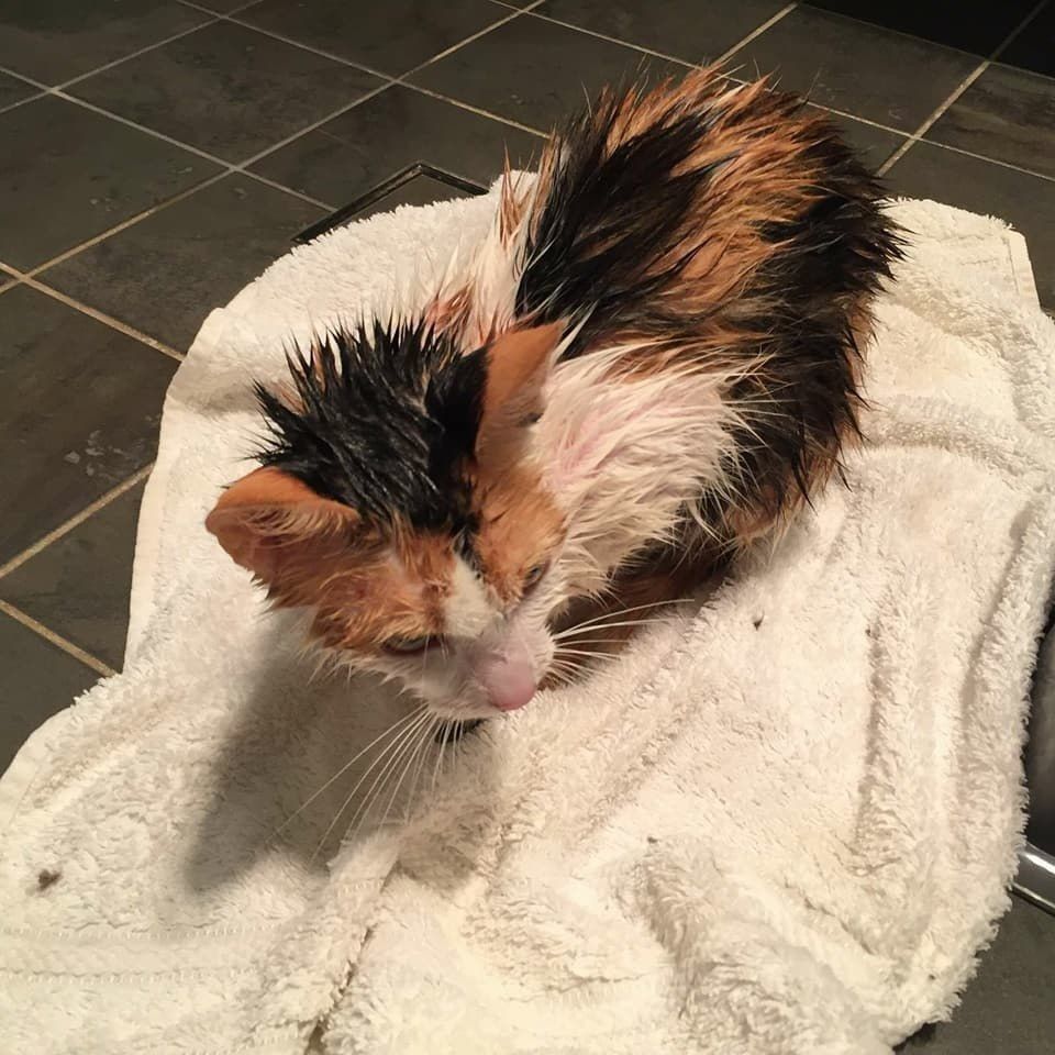 KarmaCache's tweet image. Stray Cat Brings Her Kitten to Kind Woman - She Follows the Mama and Finds Another Baby In Need of Help buff.ly/2DvVoLb