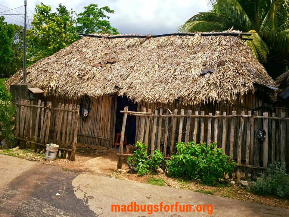 madbugsforfun's tweet photo. Bon vendredi tout le monde! Aujourd'hui nous partons pour le Mexique, à l'écoute en ce moment sur @ScarpeSensee notre émission voyage #GoodRoadTripsStudio. Profitez-en à fond😉 https://t.co/4JdV3Cp0x5