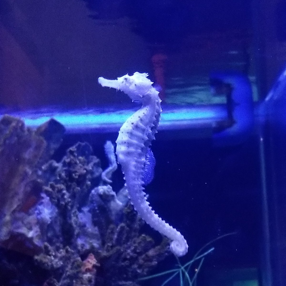 SeasprayMermaid's tweet photo. Here there be monsters! Actually hippocampus. Actually, sea horses. There are 54 species.
Retweet if you think that's neat! 
#finfactfriday https://t.co/FfN8fdXCgd