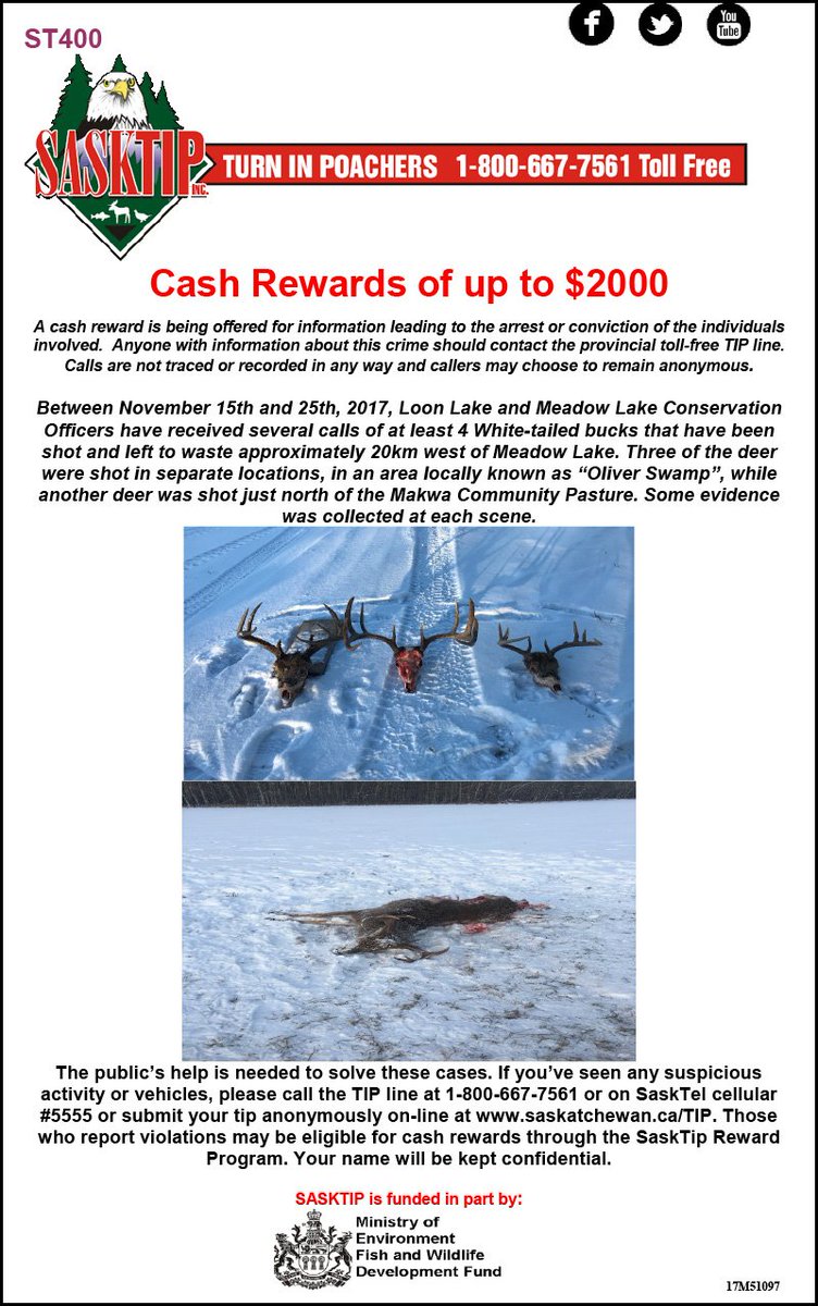 Sasktip's tweet image. Unsolved case: Several WT Bucks shot and left around Meadow Lake/Loon Lake - if you have any info call the TIP line 1-800-667-7561 or report online: saskatchewan.ca/tip #sktip