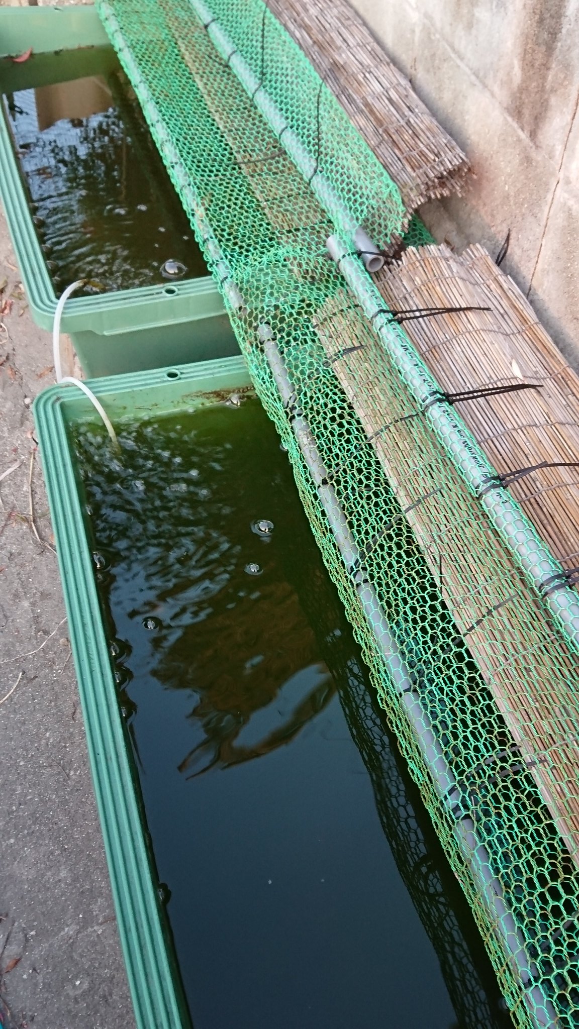 ゆか李 只今絶賛宇野らん中 相方の60舟 夏から水換えをしていない水 けれど金魚は元気 深緑色の濃い青水 真夏は日光をほとんど遮断 差し水のみ 秋から冬にかけて金魚が少しふっくらしたみたい 自分の飼育と相方の飼育はかなり違って言い合いに