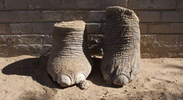 YureBliss's tweet photo. Self-aware emotional, creatures w/ family &amp; social structures like ours.They even revisit death sites years later of those they love to honor &amp; mourn them, both as individuals &amp; in groups. #elephants #trophyban lifted @ELEPHANTSdotcom @SaveNoseyNow @theelephantproj @oceanshaman https://t.co/y0iQcCVyox