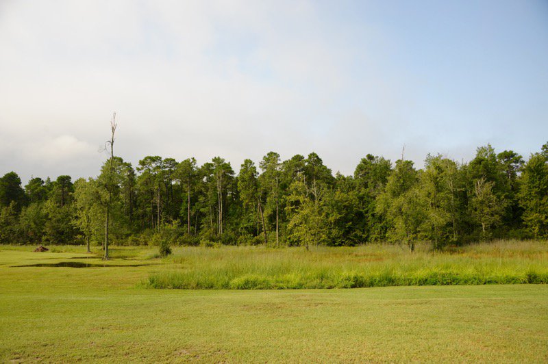 TreelyLand's tweet photo. New Listing - 670 #Acre #CarolinaBay Tract with #ConservationEasement, #MarionSC.  #Hunt it, #Camp it, receive #Tax benefits.  View at https://t.co/WI73GYXbvV https://t.co/M5QnXyp0lw