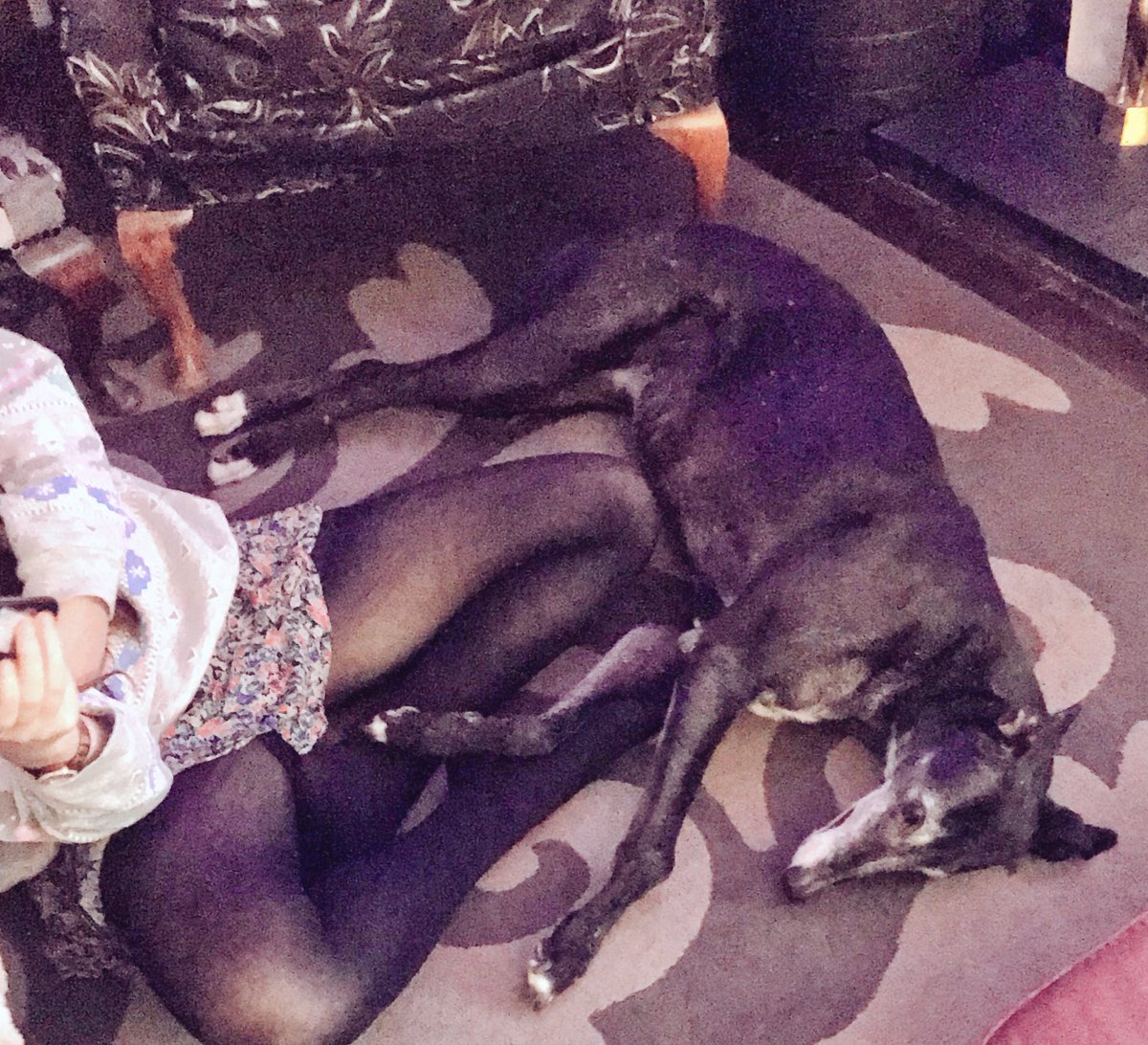 Jemmychew's tweet image. Today is my 9th Gotcha Day! I have my @fweb home. I LOVE her and I don’t care who knows it. I shall tangle in her legs so that she cannot leave.