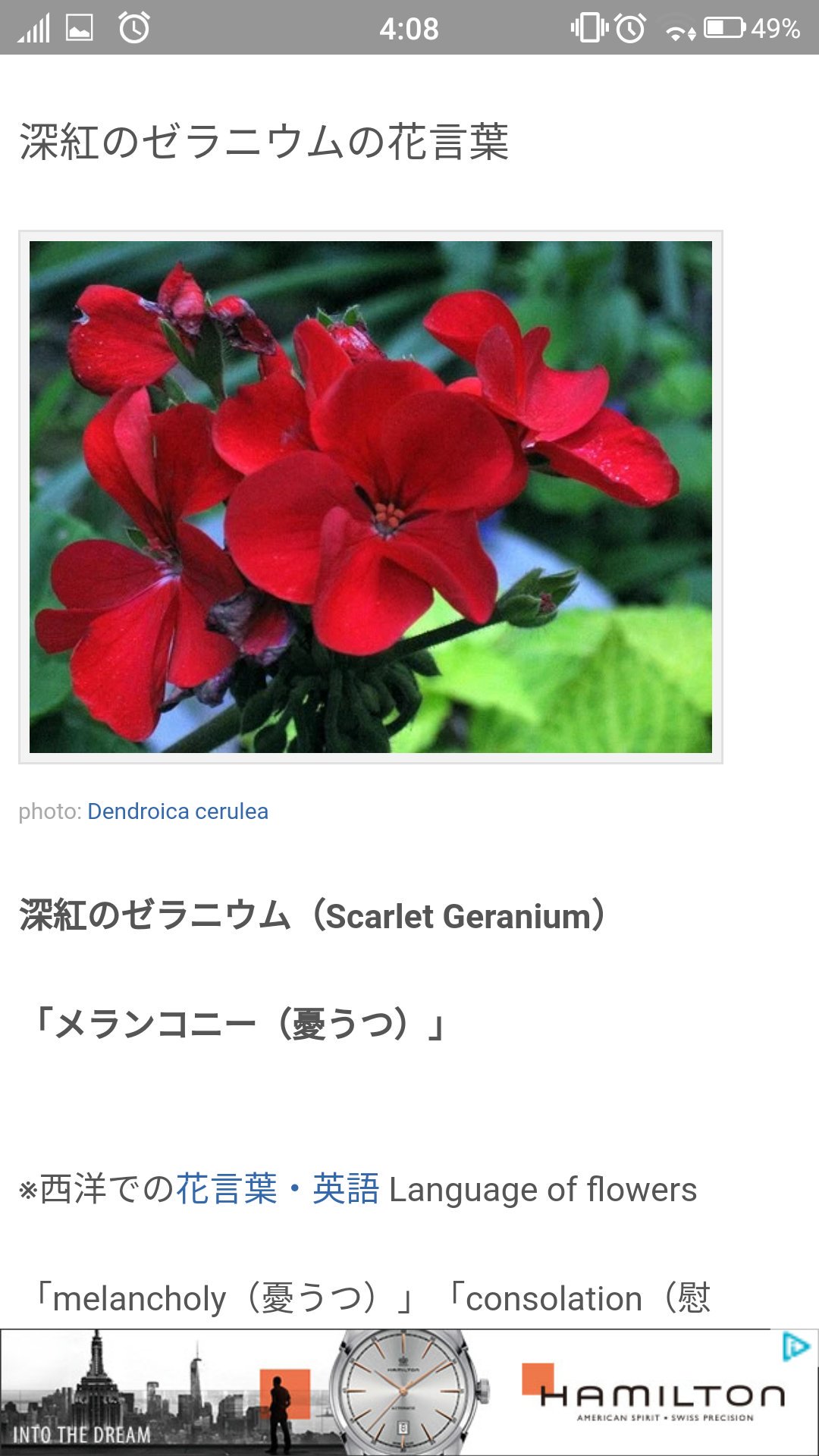 マメ Yuyuyu アニメ 拡散希望 君ありて幸福 紅い ゼラニウムの花言葉 らしい ゼラニウム 色関係なし の花言葉 尊敬 信頼 真の友情 魔よけにも使われるのも神聖な感じでゆゆゆと繋がってる 気がする 直訳 君がいて 僕は幸せ 不吉な感じに