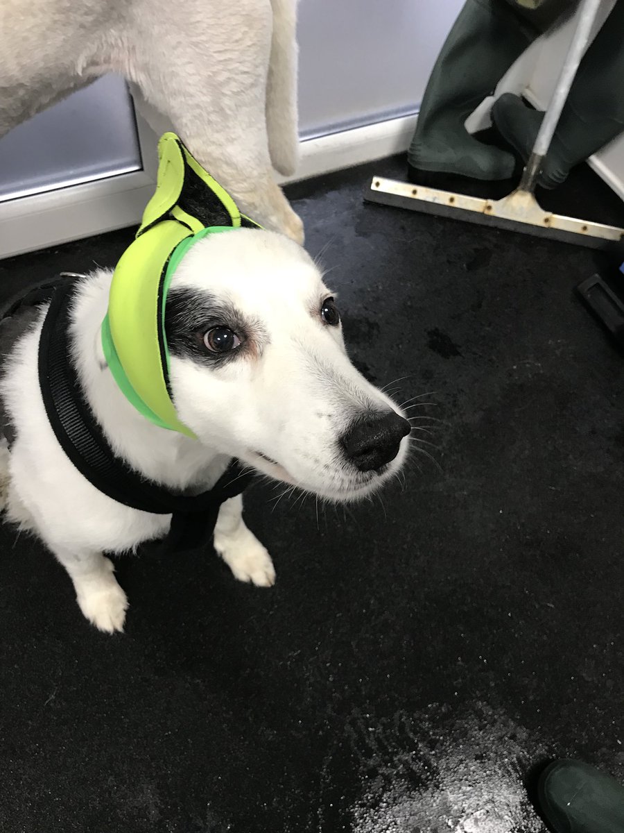 Collie style swim cap 🙌