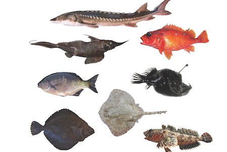 NOAAFish_NWFSC's tweet image. What's that fish? New @NOAA Tech Memo is a field guide designed to help anyone identify the fish species living in the coastal waters off the U.S. West Coast.  @NOAAFisheries nwfsc.noaa.gov/news/features/…
