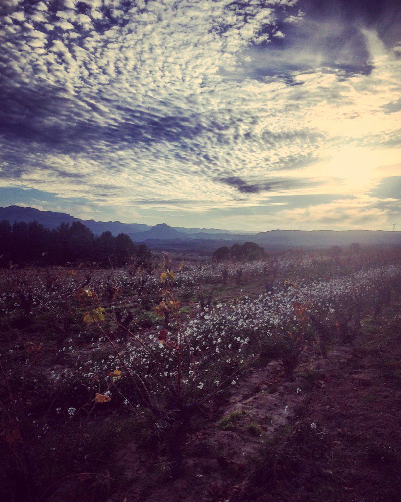 CBarbaraFores's tweet photo. Em faria tan feliç la pluja ... !
#lasendroseta #abrisat #garnatxablanca #TerraAlta #terresdelebre https://t.co/0MiYD8yaMw
