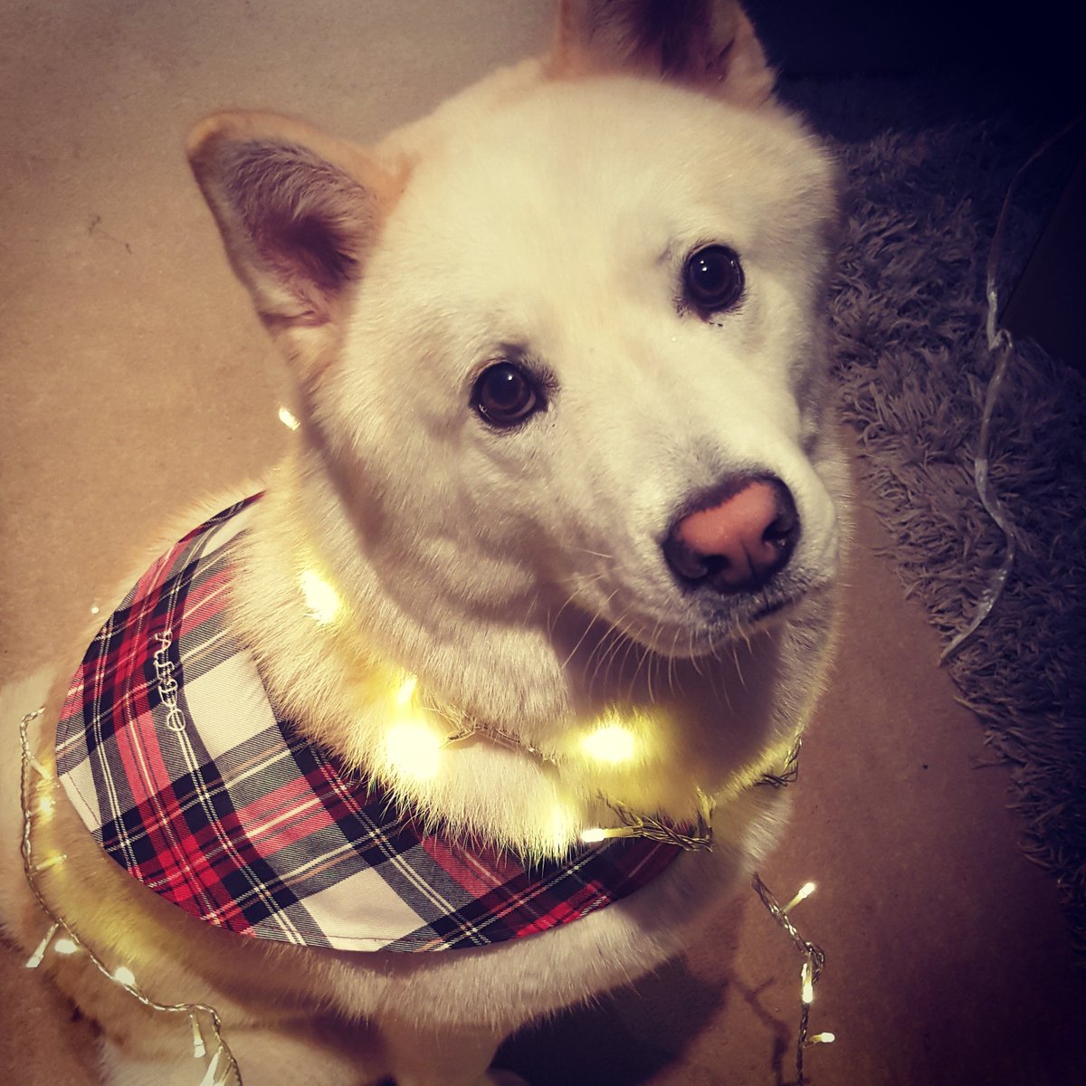 AldoChowsky's tweet photo. How long until Christmas now Mammy? #dogsoftwitter #dogs #dogsofinstagram #Christmas https://t.co/IZdFKbY03f