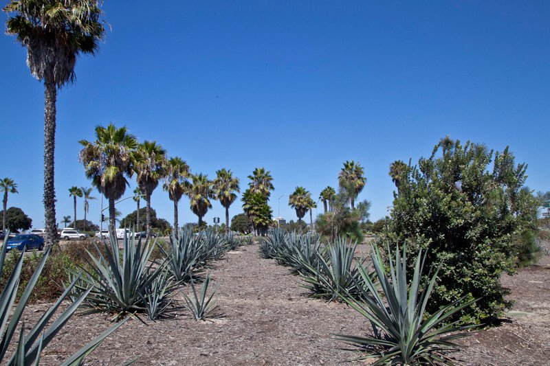 PointLomaAssociation tweet media