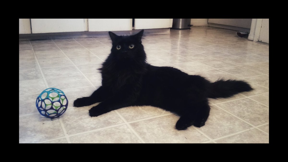 themellowing's tweet photo. Data waiting patiently for Christmas 🐱

#ohdata https://t.co/aaCr6LK7Ku