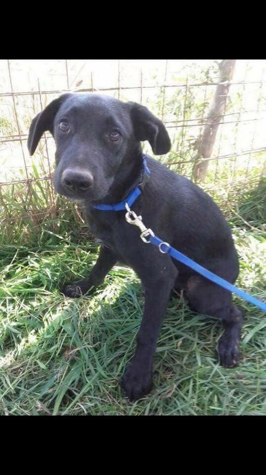 rosiedoc666's tweet photo. #findKenzo #MISSING he's a young #rescue who was at foster home where he's gone #missing 22/12 2pm ⚡️⚡️⚡️
We need him found quick, he'll be terrified out there on his own #Edlington #Doncaster south #Yorkshire 
URGENT PLS LOCALS LOOKOUT FOR THIS LITTLE GUY❌ 07848823516 ❌ https://t.co/urTP2uRZJO