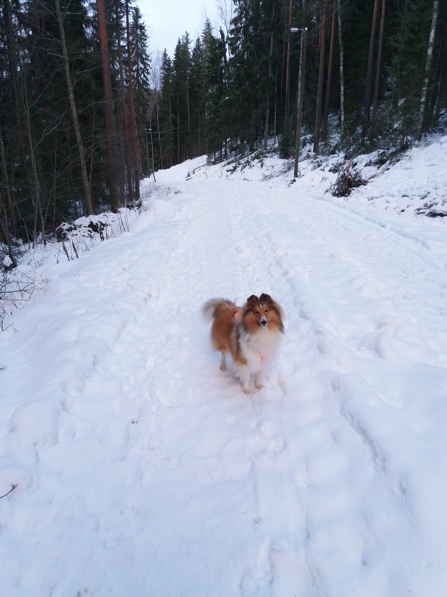 Winstonvonfluff's tweet photo. Finally enjoying Xmas #holiday! Took a loooooong walk and it was great! 🐾 https://t.co/EfYRuWafG5