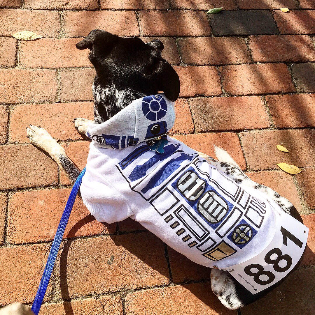 MadifiedBhavior's tweet photo. @LauraDern Final thoughts for right now: not enough of my favorite droid #R2D2! So here’s some pictures of my favorite #R2Dog2 ❤️

#StarWarsTheLastJedi https://t.co/MzxIiOTI5q
