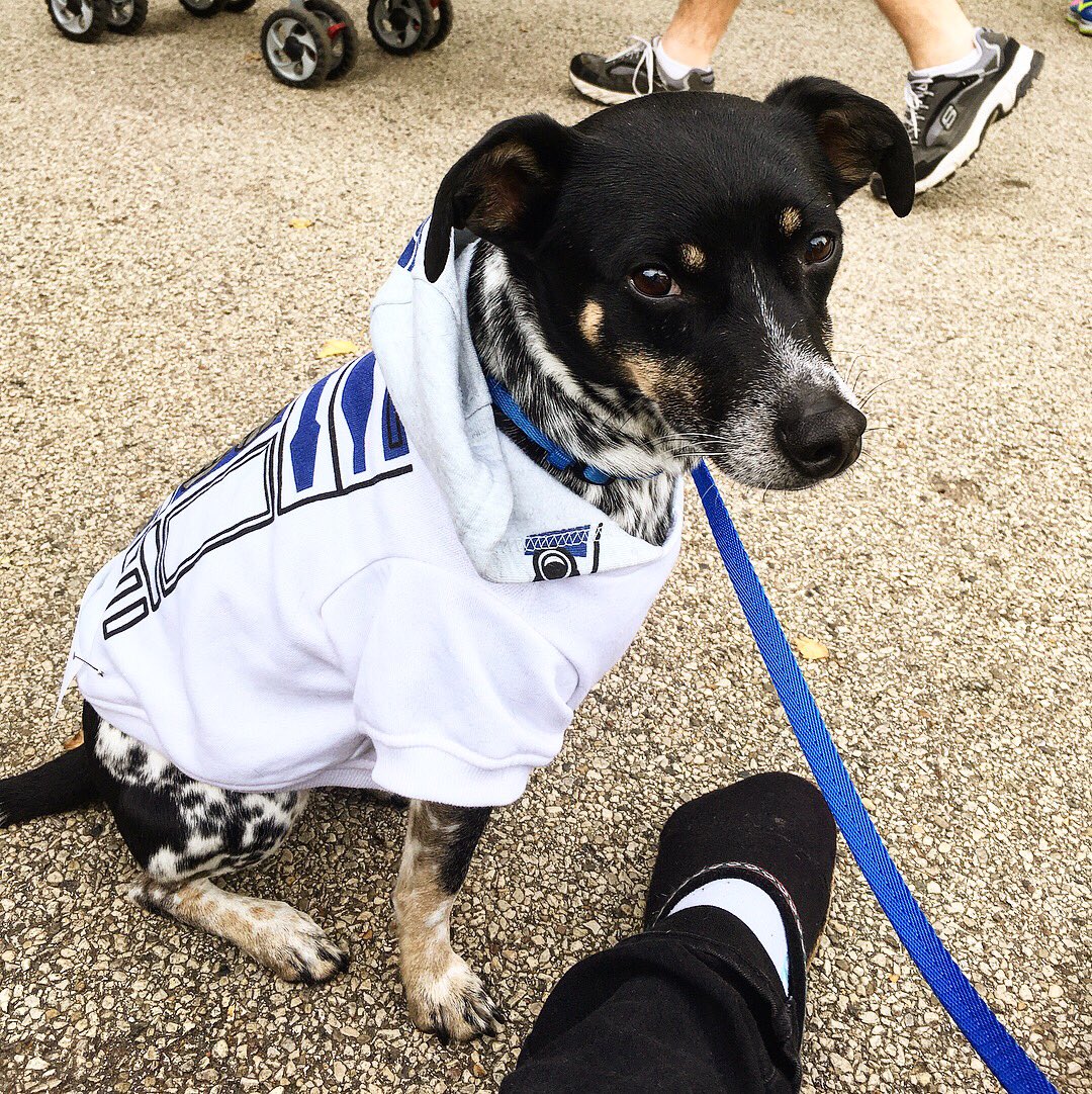 MadifiedBhavior's tweet photo. @LauraDern Final thoughts for right now: not enough of my favorite droid #R2D2! So here’s some pictures of my favorite #R2Dog2 ❤️

#StarWarsTheLastJedi https://t.co/MzxIiOTI5q