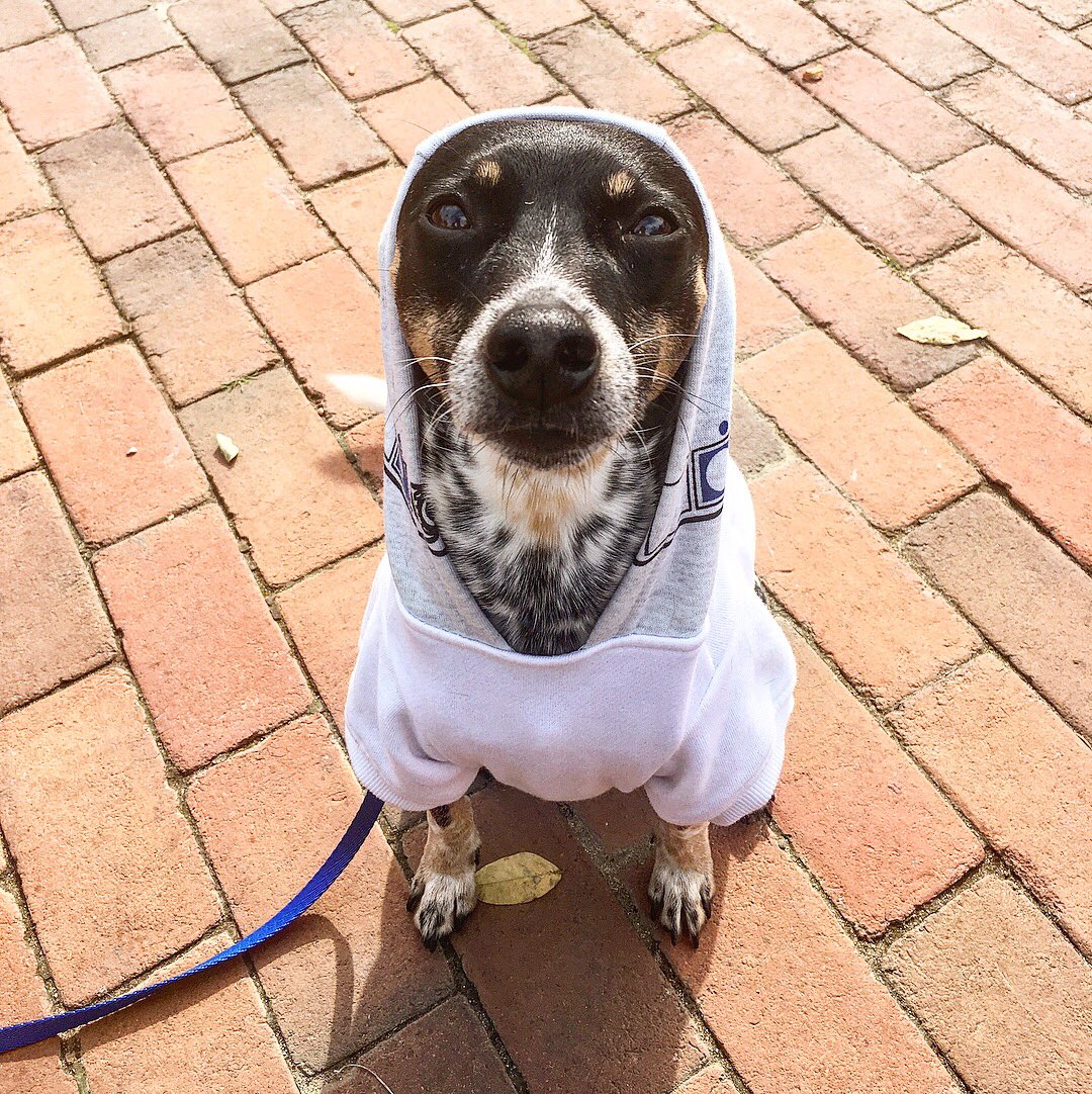 MadifiedBhavior's tweet photo. @LauraDern Final thoughts for right now: not enough of my favorite droid #R2D2! So here’s some pictures of my favorite #R2Dog2 ❤️

#StarWarsTheLastJedi https://t.co/MzxIiOTI5q