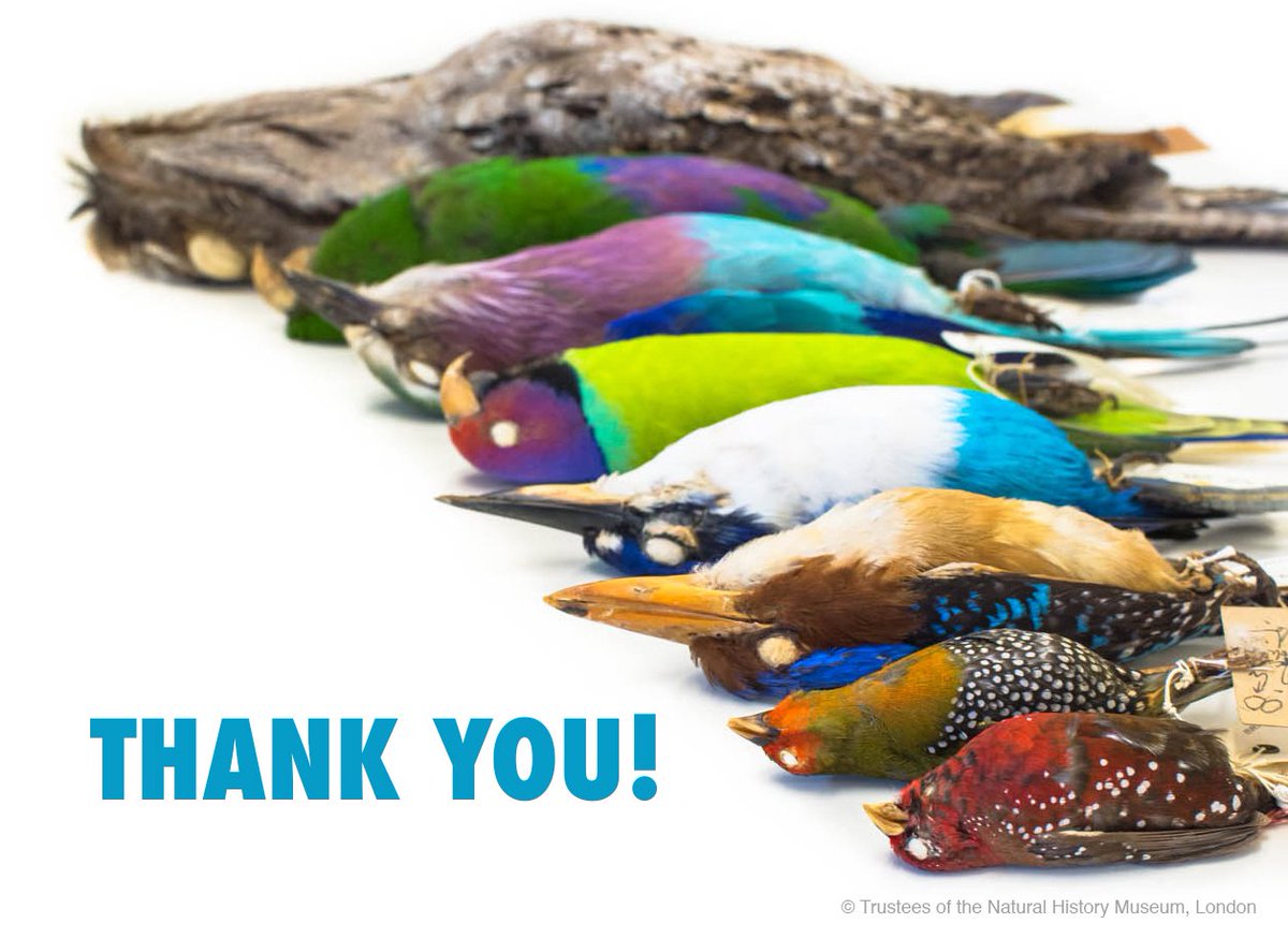 MacrobirdEvol's tweet photo. What a year it's been!
Thank you to all who've worked with us this year:
Our amazing @MacrobirdEvol team
#ProjectPlumage contributors
#MarkMyBird landmarkers
@NHM_Tring curators
@NHM_London
@NHM_Digitise
@the_zooniverse
@SheffieldAPS
@NatGeo
& many more!
See you in 2018! 🎉🎆 https://t.co/FNMVQqlmpC