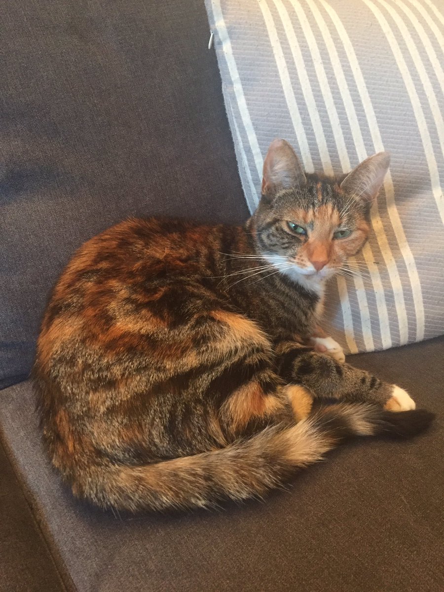 CZTurner's tweet photo. My cat Tonic has gone missing, please RT and let me know ASAP if you see her. Thank you so much #lostcat #columbiaroad #eastlondon #missingpet #lostandfound https://t.co/Kebb7ZSF0W