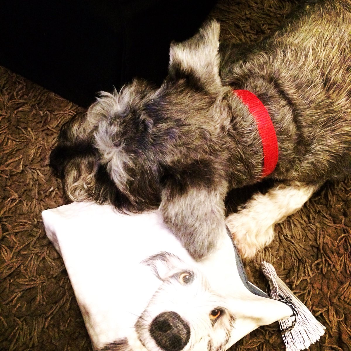 NicMyshowcase's tweet photo. Think these two are very well suited 😍😍😍😍😍😍
#puppylove #spikeandhenry 
#notjustforchristmas 
https://t.co/Q1jVNn5Rwn
@myshowcase @englishgraphics https://t.co/AYFjFOLVIG