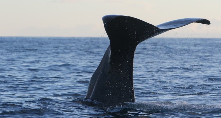 theetechnofile's tweet image. The Whale Report Gives You Every Music Chart That Matters dlvr.it/Q7Dp71 #Data_Research #Feature_Story via @digitalmusicnws #music