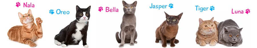 purringtonpost's tweet photo. The list is in for the TOP 10 male and female cat names of 2017! Some will surprise you. See the list => 
https://t.co/jSzl8hNYnq https://t.co/viACzHAbBn