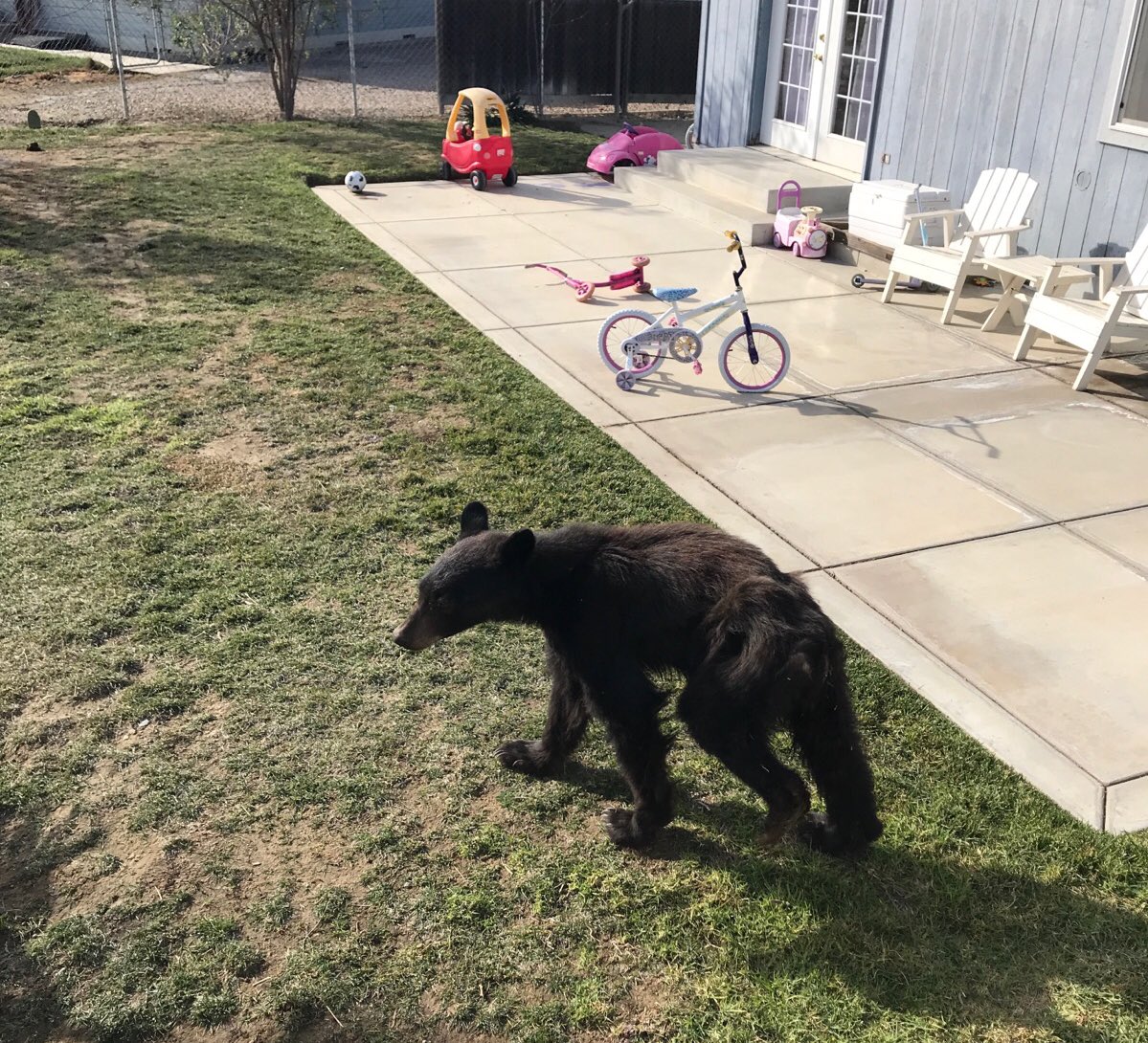 VCFD_PIO's tweet photo. Safety Reminder: Recent brushfires may bring furry friends into town 🐻🦊🐺We’ve had many calls &amp; sightings. Please remember these are WILD animals. Call @VCAnimalService for help at 1-888-223-PETS https://t.co/1gK3oCLonn