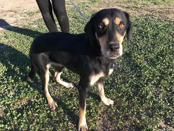 ESTA POBRE PELUDITA VÁ D UN SITIO A OTRO LLORANDO, SIGUIENDO A LA GENTE💔PIDIENDO CARIÑO, SOLITA, DUERME AL RASO!! UNOS 3 AÑITOS, BUENÍSIMA &amp; CARIÑOSA!! PUEBLO D SEVILLA 675 945 710 PFV AYÚDALA😢