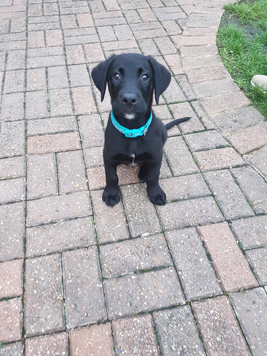 JoHindsDogHelp's tweet image. This is the gorgeous Biggie the #Labrador who I started working with at 11 Weeks (left) in August, he has just finished my #puppycourse now just over 6 months (right). Our last session his recall and loose leading working was amazing, his Mum and Dad have done his proud. #johinds