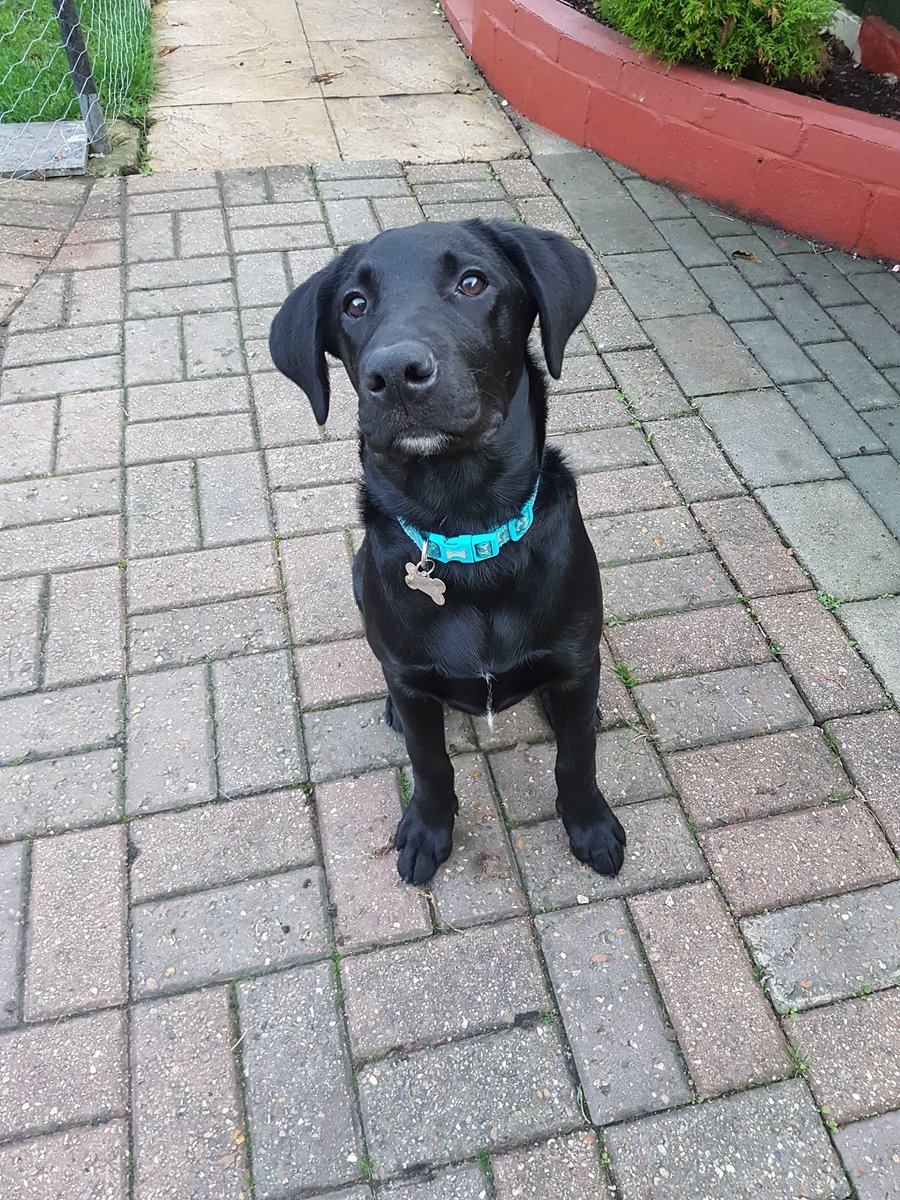 JoHindsDogHelp's tweet image. This is the gorgeous Biggie the #Labrador who I started working with at 11 Weeks (left) in August, he has just finished my #puppycourse now just over 6 months (right). Our last session his recall and loose leading working was amazing, his Mum and Dad have done his proud. #johinds