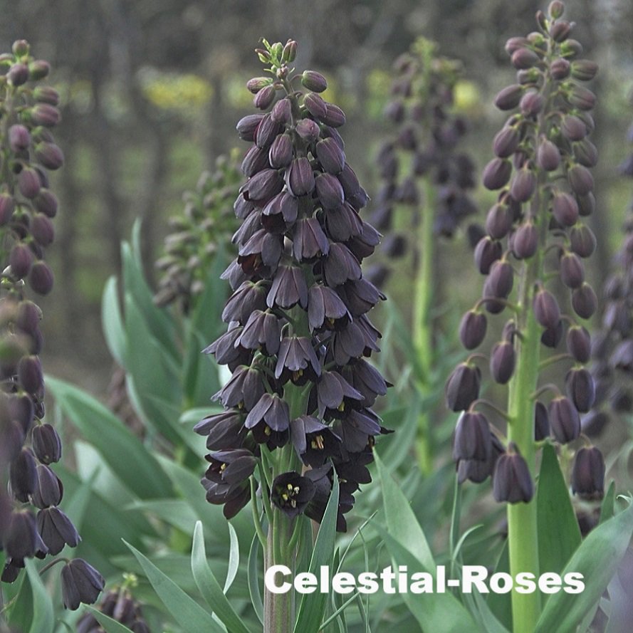 たぬきち様　フリチラリアペルシカ２球　ネプスキアヌム2球　カラタビエンセ2球