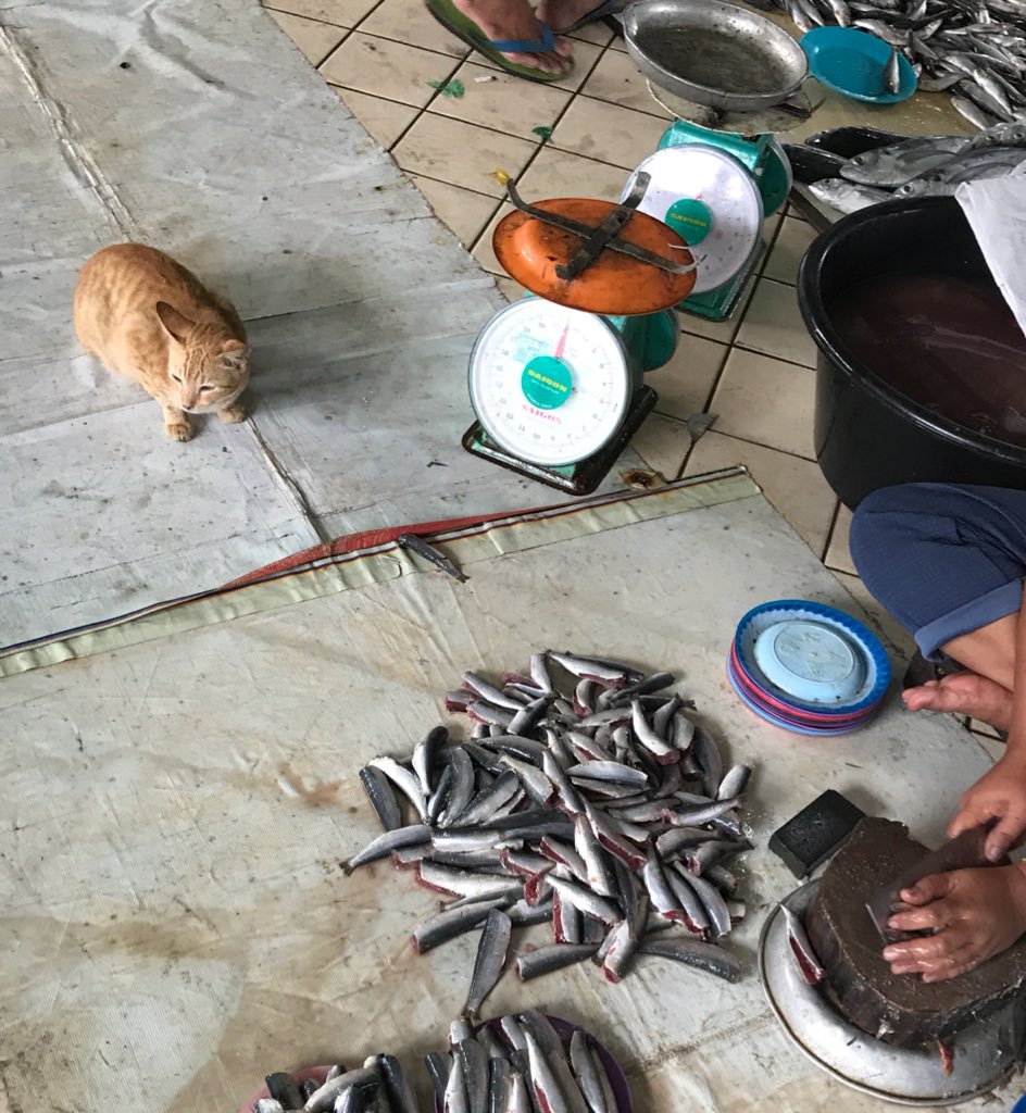 ZenBox's tweet image. I bet this kitty is waiting for the perfect moment when the fish vendor looks away....
#lookinnocent #waitingfortheperfectmoment #easyhunting #hungrycat