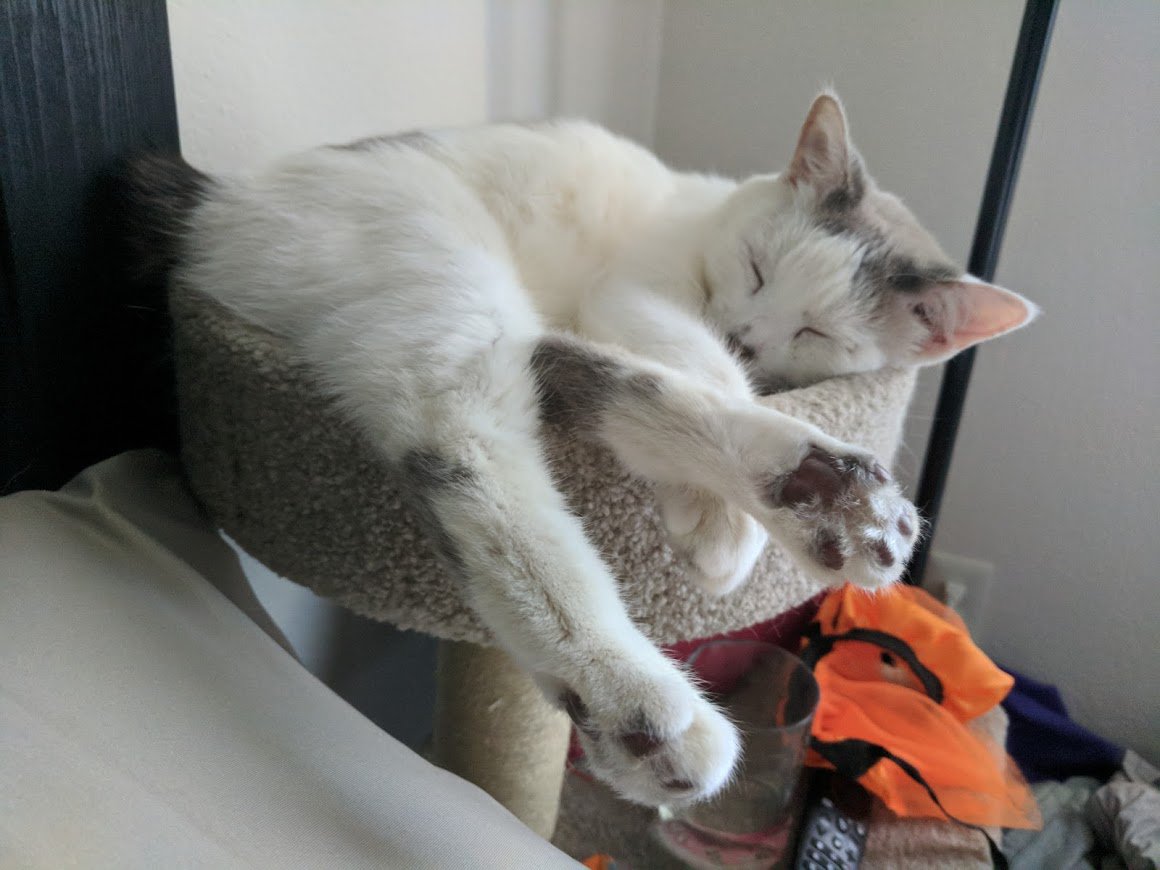 vensyprops's tweet photo. I have found a home for Sushi, but it will cost a lot of money getting him there. Started a Go Fund Me to help get him to his new home.. Any help is greatly appreciated. He is my best friend and I want to make sure he lives a happy life.

RTs appreciated.
https://t.co/MRWxv34k2c https://t.co/KymjGEFPQJ