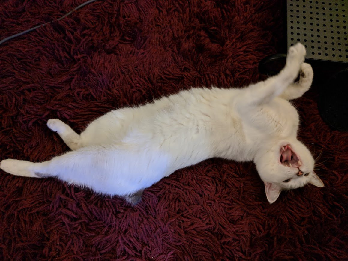 vensyprops's tweet photo. I have found a home for Sushi, but it will cost a lot of money getting him there. Started a Go Fund Me to help get him to his new home.. Any help is greatly appreciated. He is my best friend and I want to make sure he lives a happy life.

RTs appreciated.
https://t.co/MRWxv34k2c https://t.co/KymjGEFPQJ