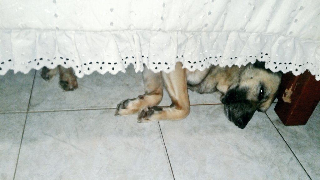 lucycordoba's tweet photo. Como madre de dos niños y conciente del peligros dentro y fuera del hogar ambos tenian mascotas desde bebés y fue una de las mayores estrategias de protección ya que evitaban que alguien se les acercara, hoy siguen siendo parte de la familia #prevención #contrael abuso infantil https://t.co/lVoMntz1n0