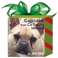 doglostprteam's tweet photo. #getthemhomeforchristmas Day 23: Cupcake the Miniature French Bulldog missing from Ardee, Co Louth
https://t.co/MvEbQOt8pX https://t.co/PUdMqVkPlB