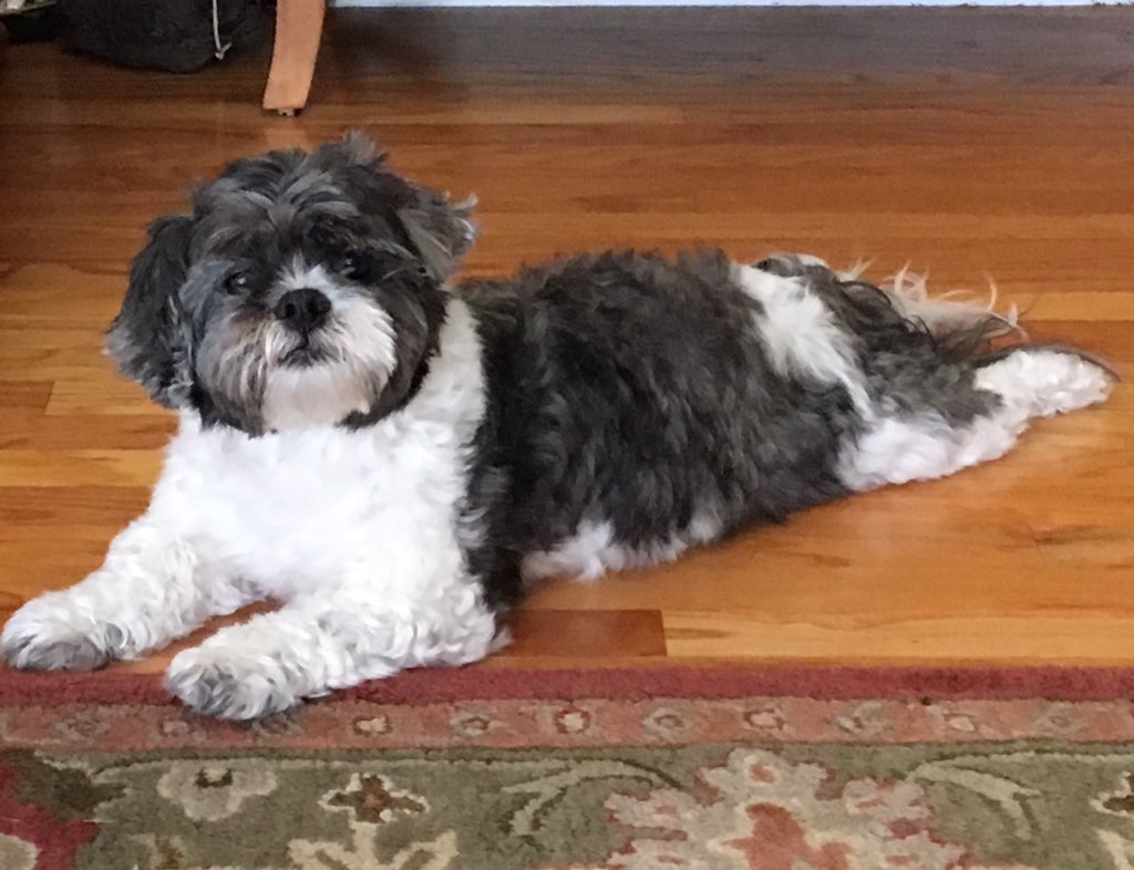 OzzieOzzyOzman's tweet photo. I call it "Hand on Rug". #iposefornoone https://t.co/gMTMIRLSaF